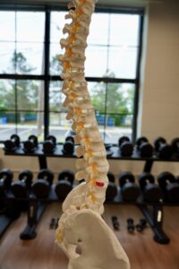 spine, bone health, bone density, improve bone health during menopause